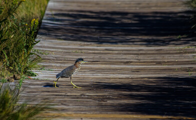 Green Heron Crossing Boardwalk