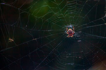 Spider on Web in the Woods