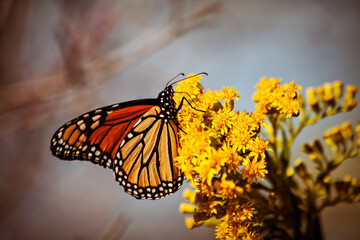 Monarch Butterfly on Yellow Flowers