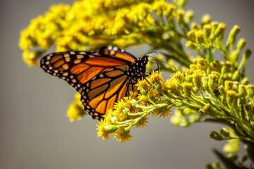 Monarch Butterfly Migrating