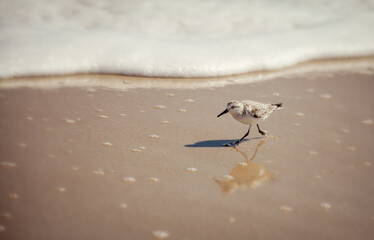 Running Sandpiper on Beach
