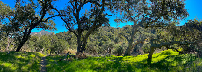 Oak Grove at Gaviota State Park, Santa Barbara County