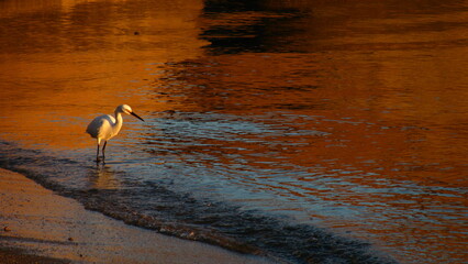Heron on the sunset beach looking at the sea searching fish 