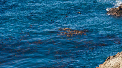 Obraz premium Bixby Bridge on Highway 1 at the US West Coast traveling south to Los Angeles, Big Sur Area, California