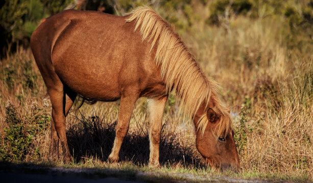 Wild Pony
