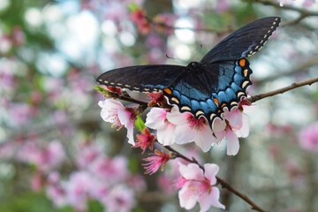 black swallowtail on pink blossom