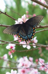 black swallowtail on flower