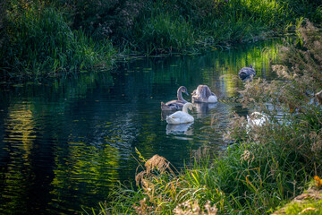 Swans and cygnets on the river Welland in autumn, Spalding, Lincolnshire, East of England