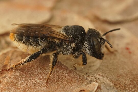 Closeup shot of a Lasioglossum Furrow female bee on a dry leaf