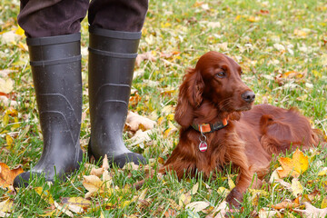 Out and about in autumnal nature with an Irish Setter dog and rubber boots. Beautiful Irish Setter...