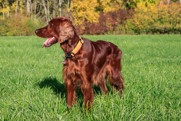 Beautiful red shiny Ihrish Setter hunting dog stands in the sunshine on the green meadow in front of the colorful autumn forest and attentively observes the hunting ground.