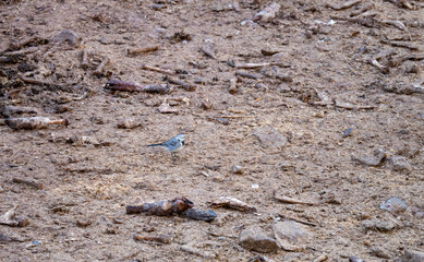 close up of a Pied Wagtail (Motacilla alba)