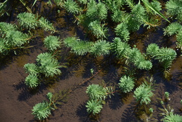 Parrot feather watermilfoil. Haloragaceae perennial emergent plants native to Brazil.
A plant that has grown profusely in ponds, lakes, and marshes and is subject to removal.