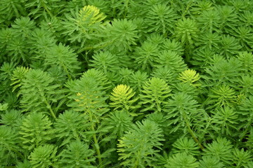 Parrot feather watermilfoil. Haloragaceae perennial emergent plants native to Brazil.
A plant that has grown profusely in ponds, lakes, and marshes and is subject to removal.
