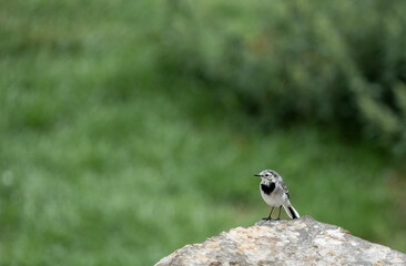 close up of a Pied Wagtail (Motacilla alba)