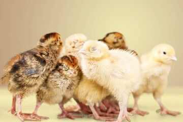 The little yellow chickens in the smart farming. The animals farming business