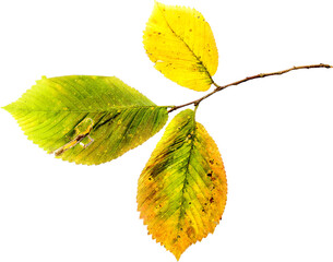 Autumn leaf png transparent