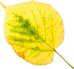 Autumn leaf png transparent