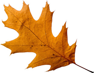 Autumn leaf png transparent