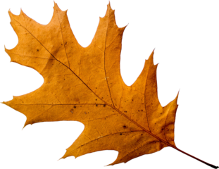 Autumn leaf png transparent