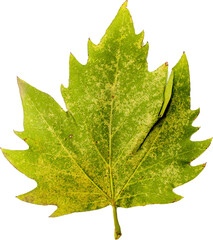 Autumn leaf png transparent