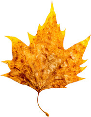 Autumn leaf png transparent