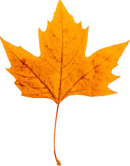 Autumn leaf png transparent