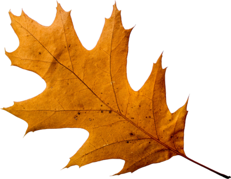 Autumn leaf png transparent