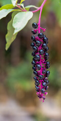 detailed close-up of berries on an Pokeweed raceme (dragonberries, inkberries, poke sallet, phytolacca americana, american pokeweed)