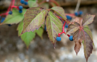 detailed close-up of summer berries on a virginia creeper vine (Parthenocissus quinquefolia)
