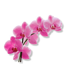 Fototapeta na wymiar flower of the phalaenopsis orchid. Png file