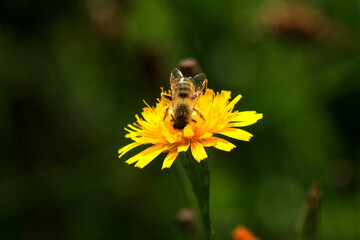 Honey Bee
