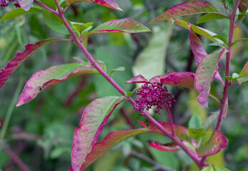 detailed close-up of Pokeweed raceme (dragonberries, inkberries, poke sallet, phytolacca americana, american pokeweed)