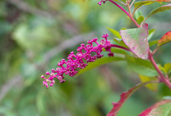 detailed close-up of Pokeweed raceme (dragonberries, inkberries, poke sallet, phytolacca americana,...