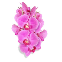 Obraz na płótnie Canvas flower of the phalaenopsis orchid. Png file
