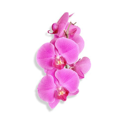 Obraz na płótnie Canvas flower of the phalaenopsis orchid. Png file