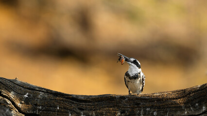 Graufischer (Ceryle rudis)
Nikon D5300 | Nikkor 200-500mm f/5,6