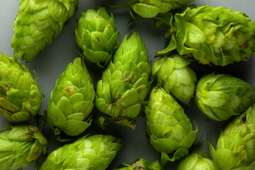 Obraz premium Heap of hop flowers