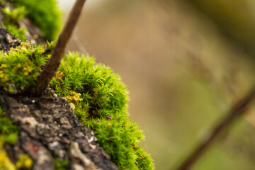 Close up of a tree bark with green moss and lichen. Green moss on a tree bark.