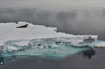 Glacier with Resting Seal in Antarctica