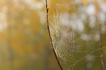Spider web with dew drops. Wet big cobweb.