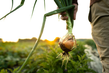 Man Holding Fresh picked Onion with Roots