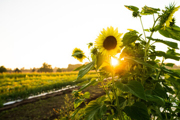 Sunflower at Dawn on Farm

