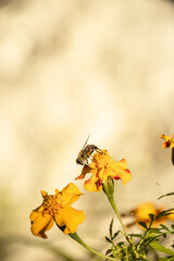 butterfly on flower