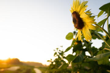 Yellow Sunflower at Dawn in Field