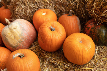 Rustic Fall Pumpkins and straw Background. Autumn festival. Halloween decoration at home. Stylish fall decor of exterior building. Orange halloween pumpkins on stack of hay or straw in sunny day.	