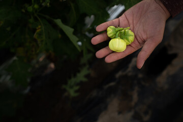 African Eggplant in Gardeners Hand