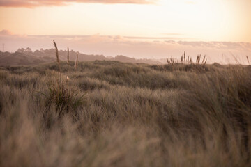 Sunset illuminates the grassy sand dunes of Manila beach in Eureka, California, USA.