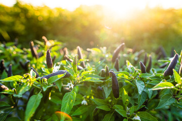 Thai Dragon Peppers Growing in Morning Sunlight