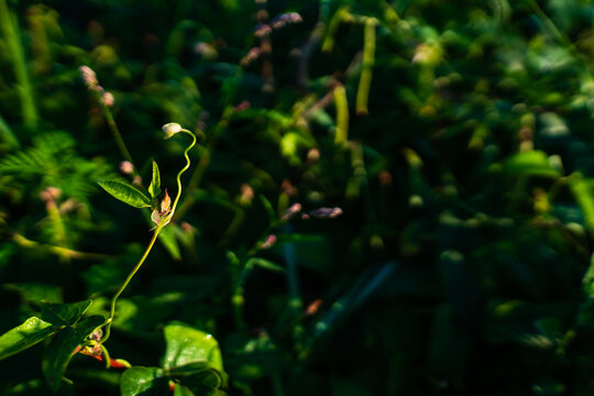 Pink Bean Blossom in Garden